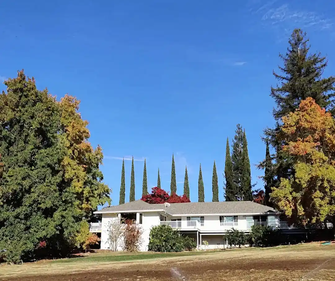 White single-story house surrounded by tall evergreen and autumn-colored trees under clear blue sky.